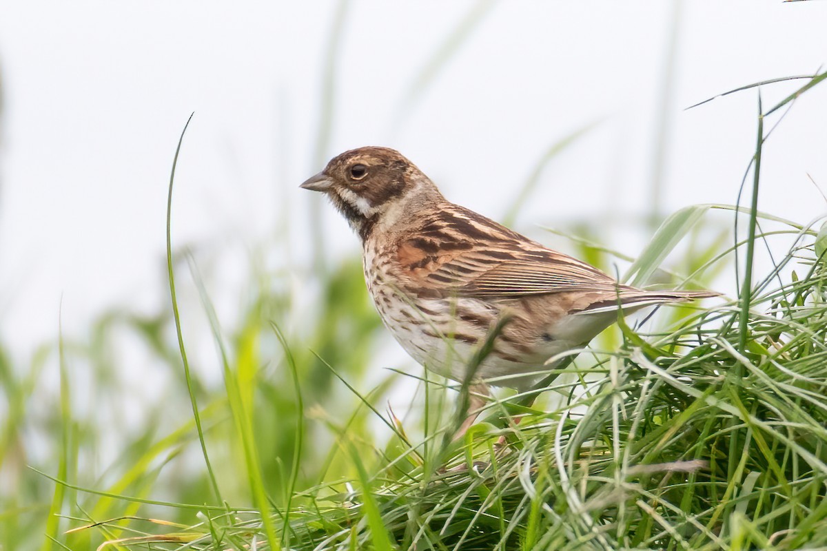 Reed Bunting - ML619032497