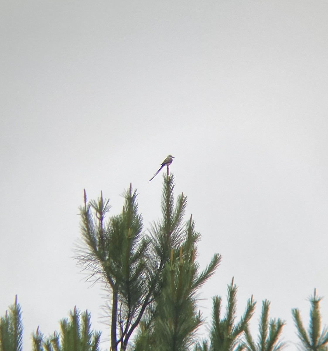 Scissor-tailed Flycatcher - ML619032504