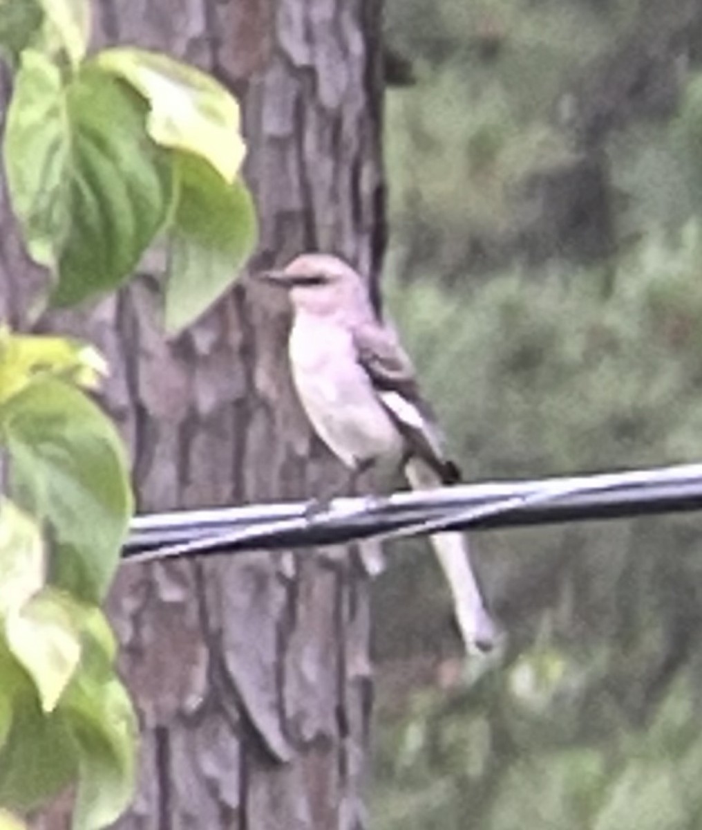 Northern Mockingbird - ML619032509