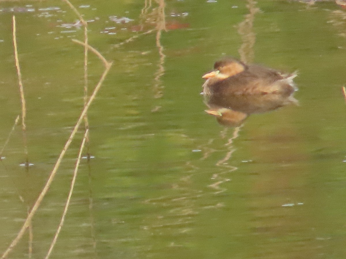 Little Grebe - ML619032510