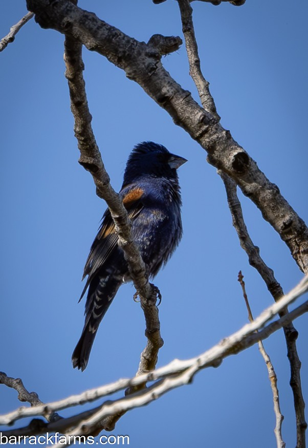 Blue Grosbeak - ML619032519