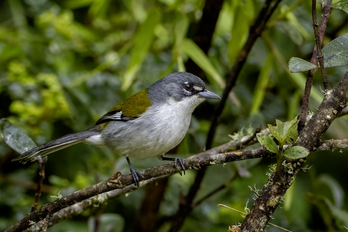 White-winged Warbler - ML619032522
