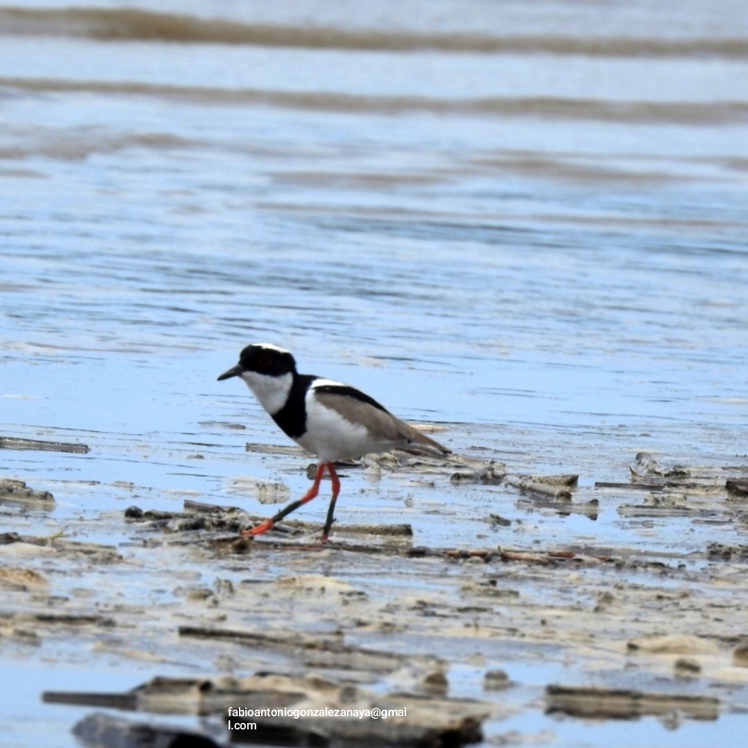 Pied Plover - ML619032532