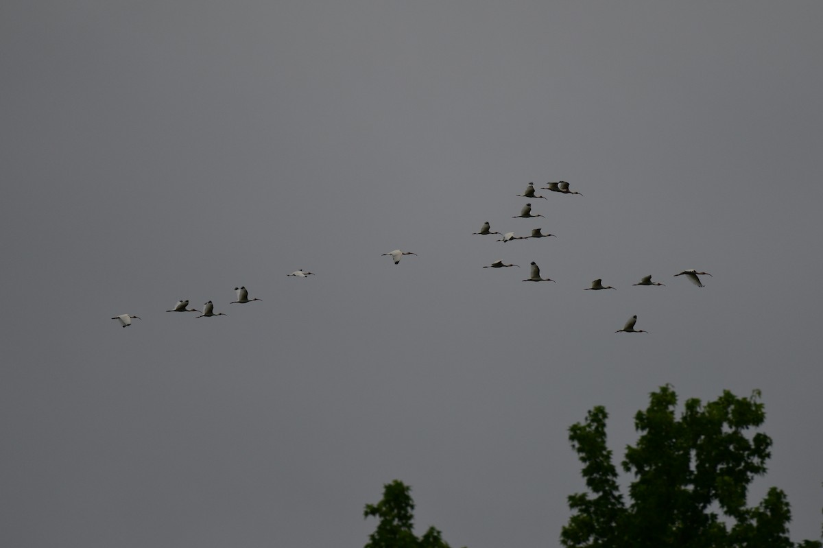 White Ibis - ML619032560