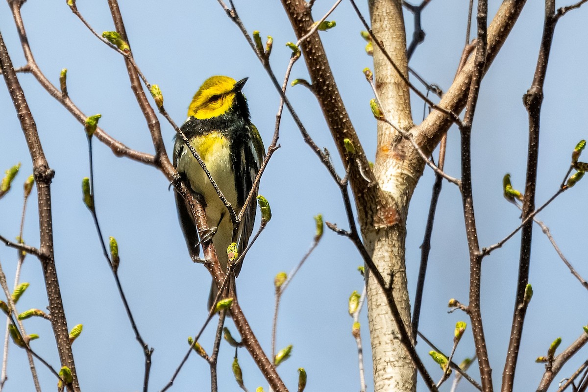 Black-throated Green Warbler - Richard Stern