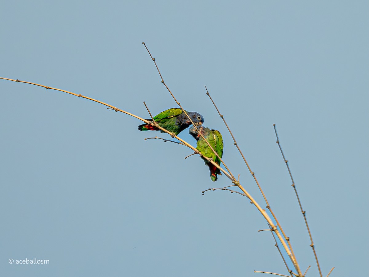 Blue-headed Parrot - Alejandro Ceballos