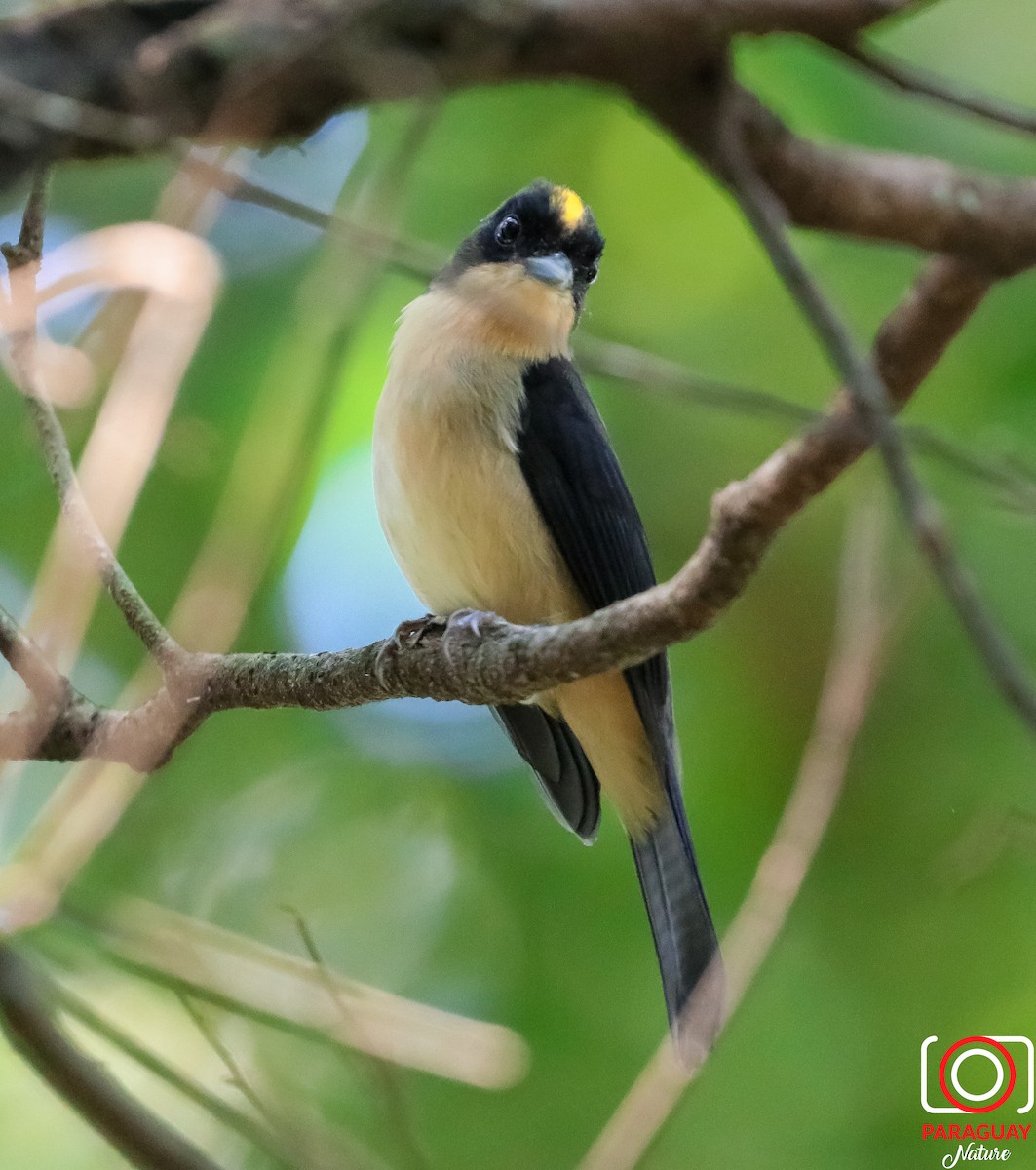 Black-goggled Tanager - Jose Pereira