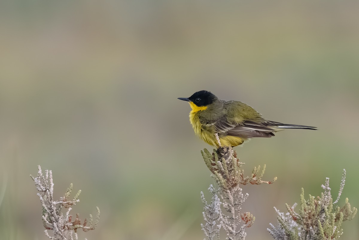 Western Yellow Wagtail (feldegg) - ML619032625