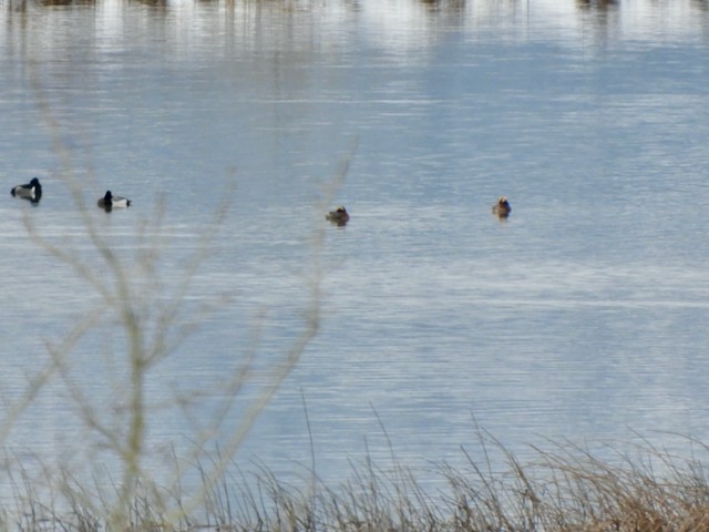 Horned Grebe - ML619032638