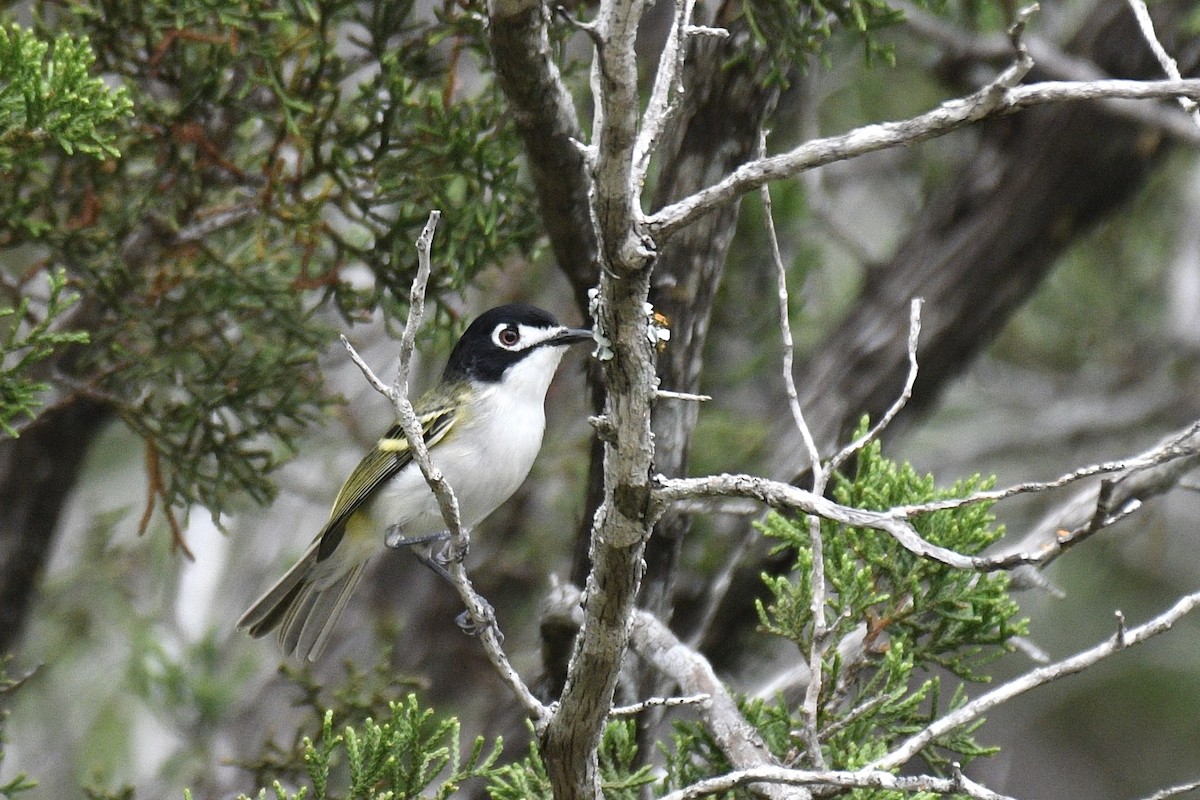 Black-capped Vireo - Will Brooks