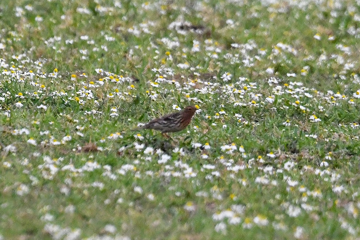 Red-throated Pipit - Bill Asteriades