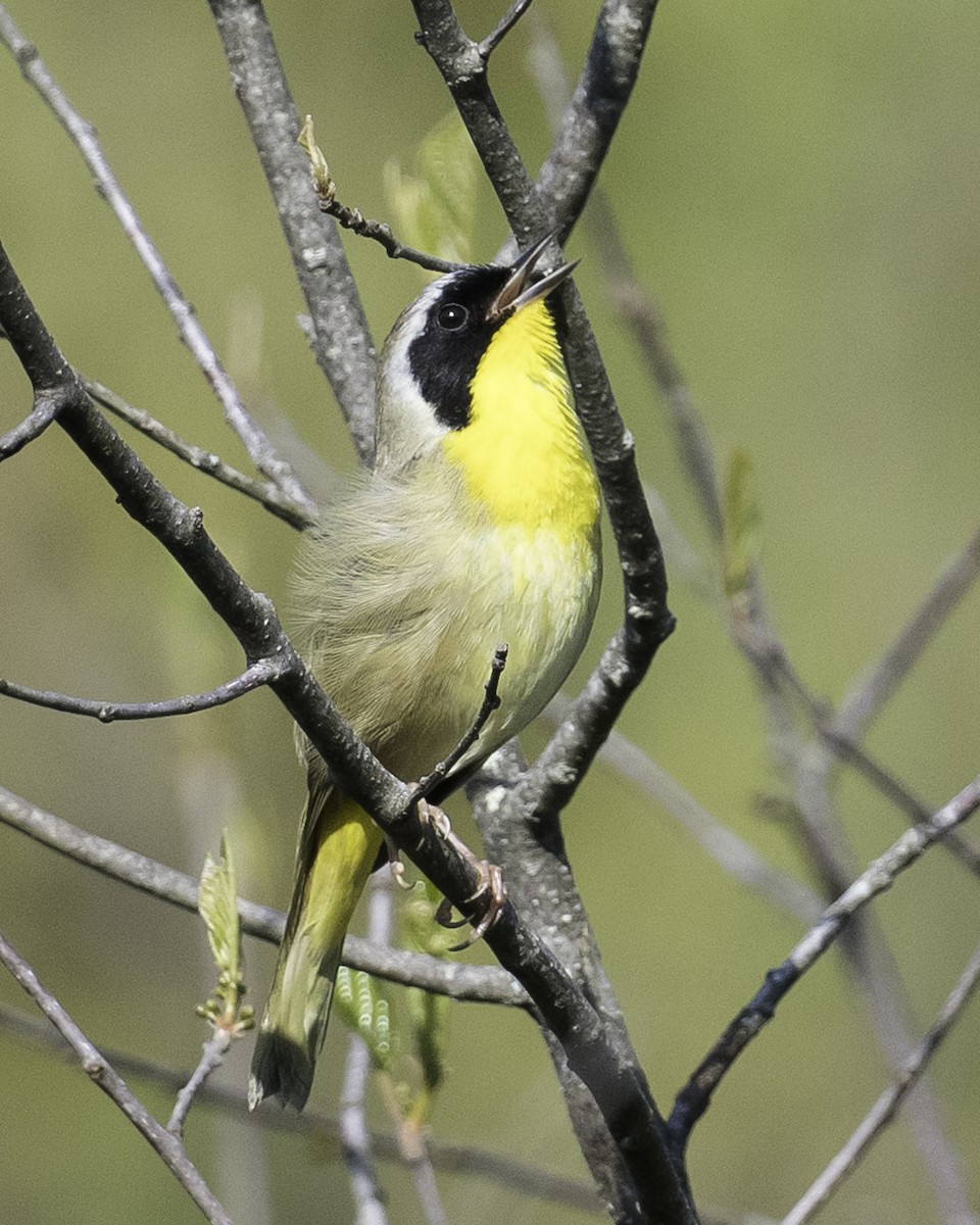 Common Yellowthroat - Stan Deutsch