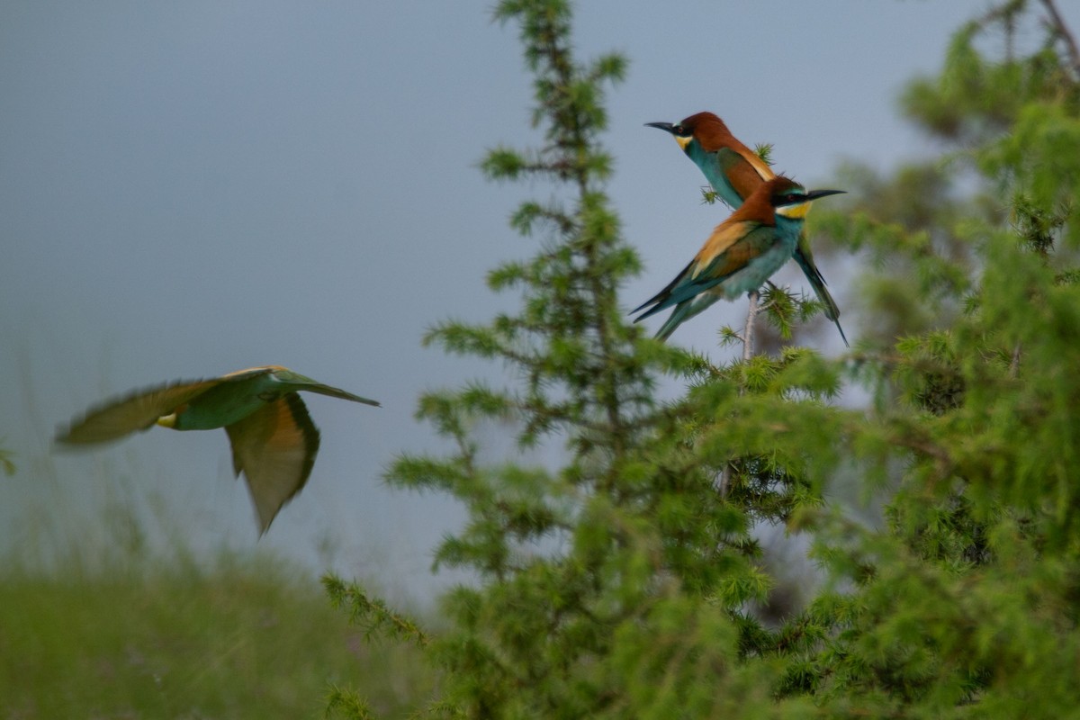 European Bee-eater - Galia Veleva