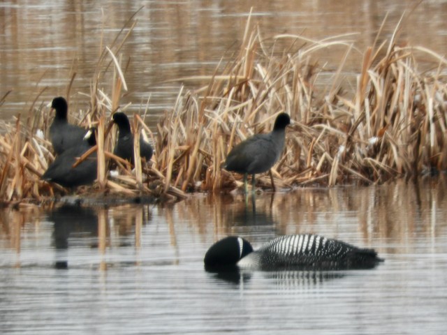 American Coot - Mark Yoder