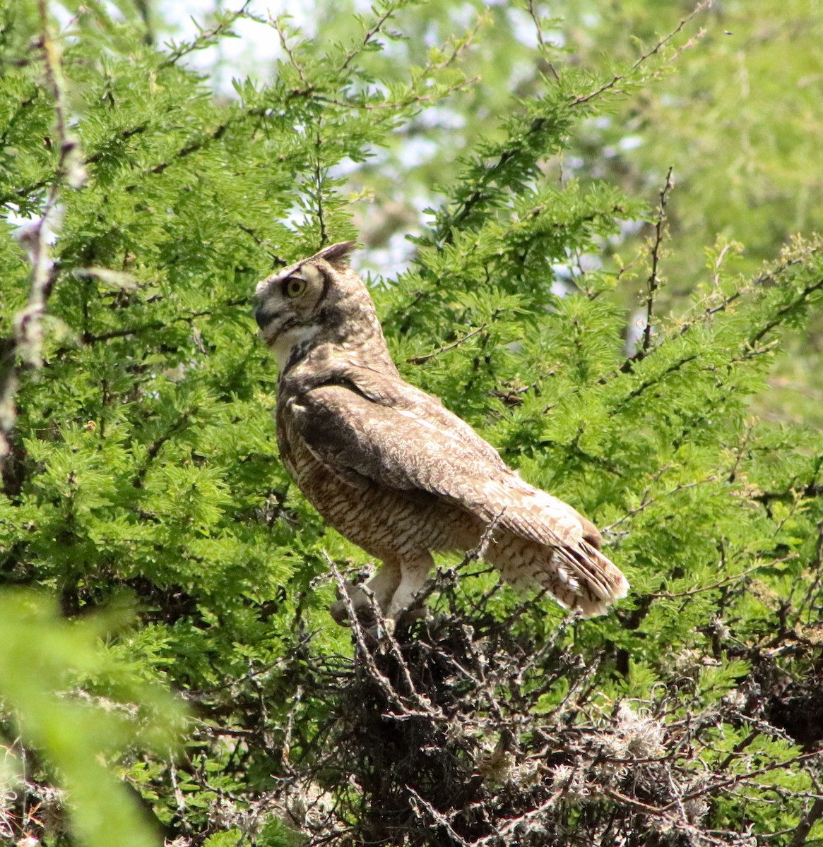 Great Horned Owl - Sarahí Maskafé