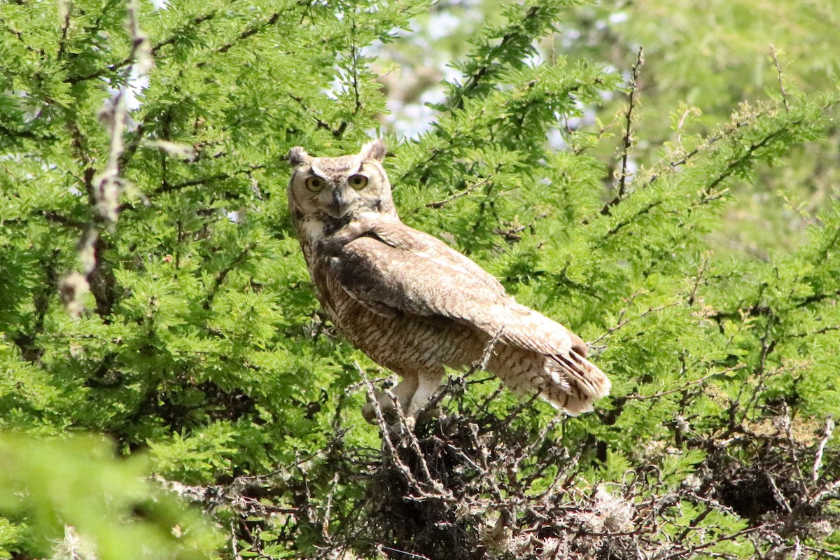 Great Horned Owl - Sarahí Maskafé