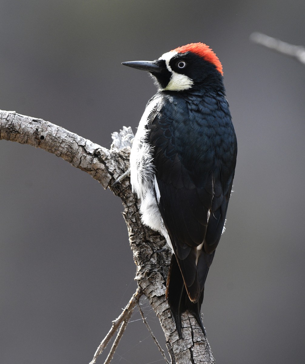 Acorn Woodpecker - Will Brooks