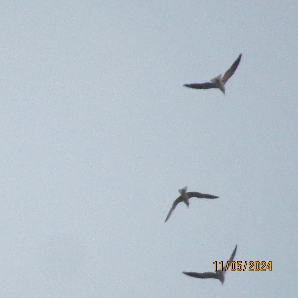 Laughing Gull - ML619032696