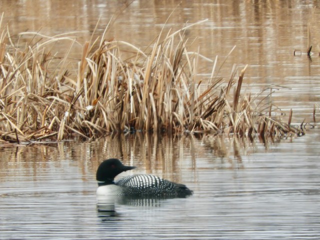 Plongeon huard - ML619032703