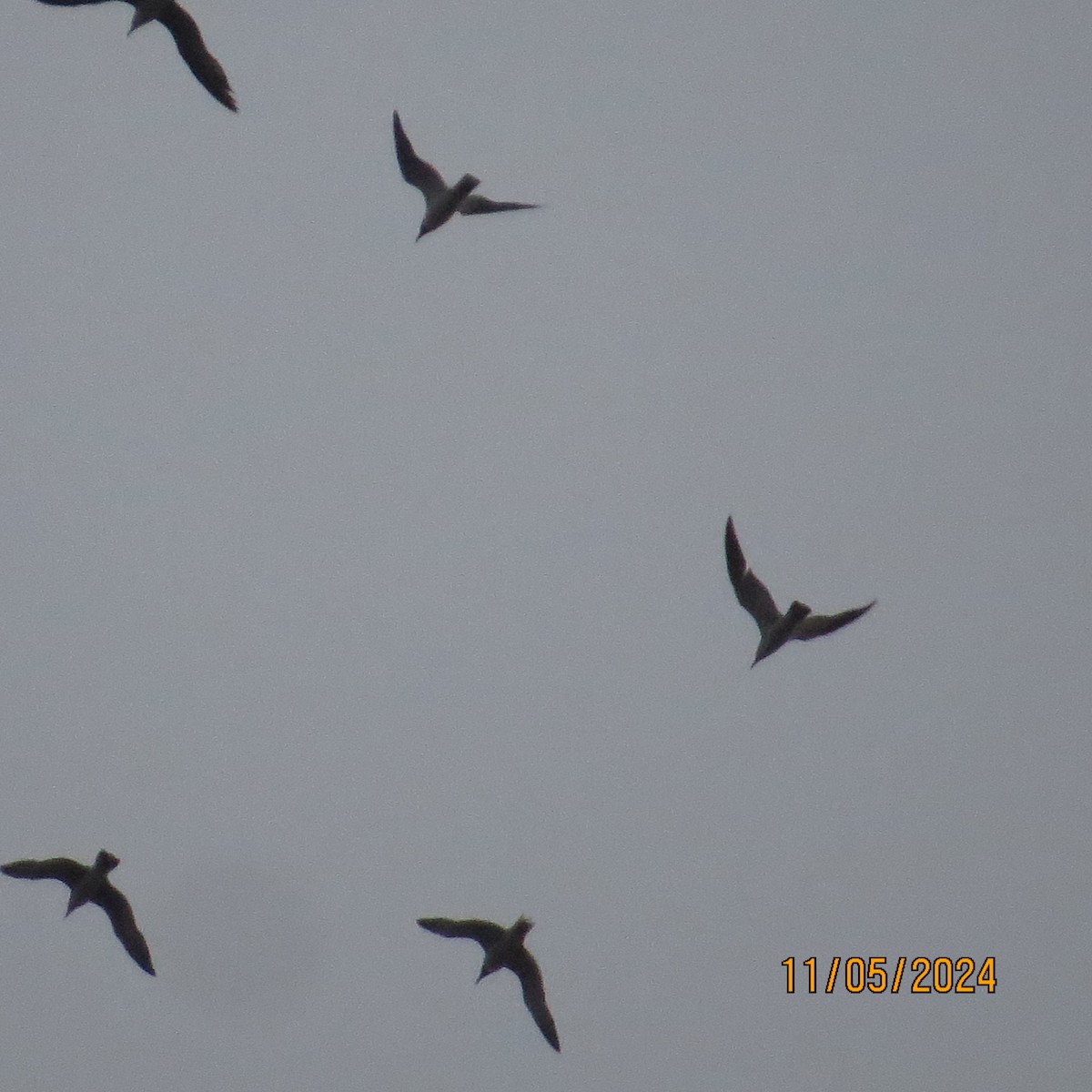 Laughing Gull - ML619032704