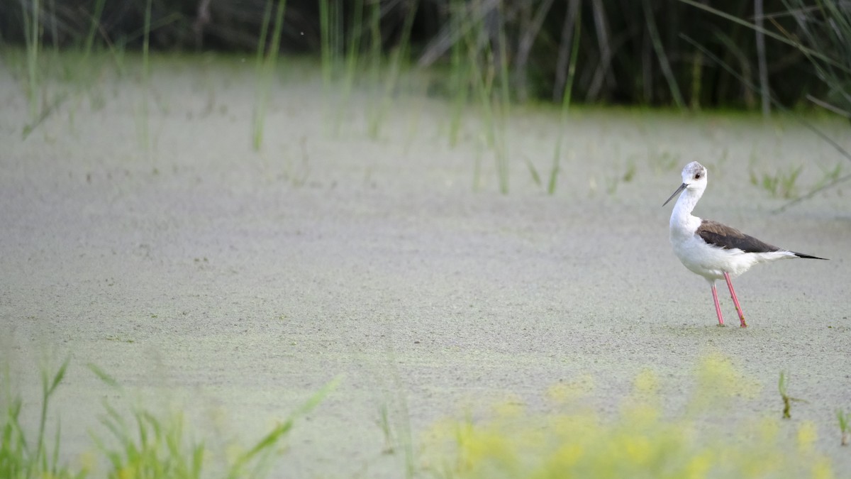 Black-winged Stilt - ML619032705