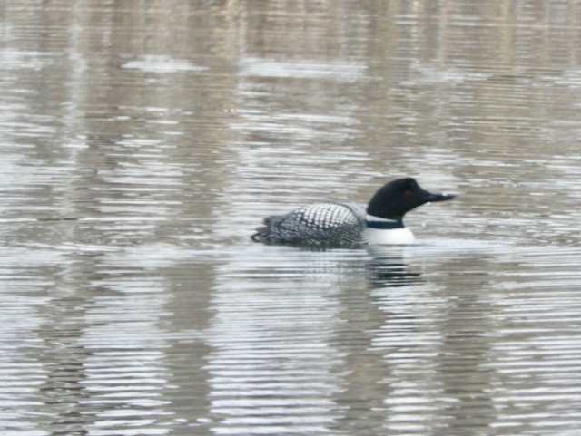 Plongeon huard - ML619032708