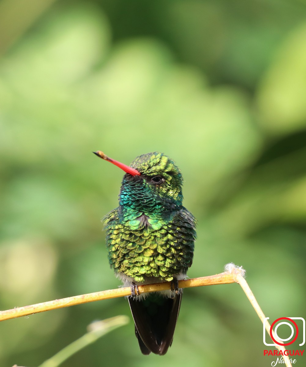Gilded Hummingbird - Jose Pereira