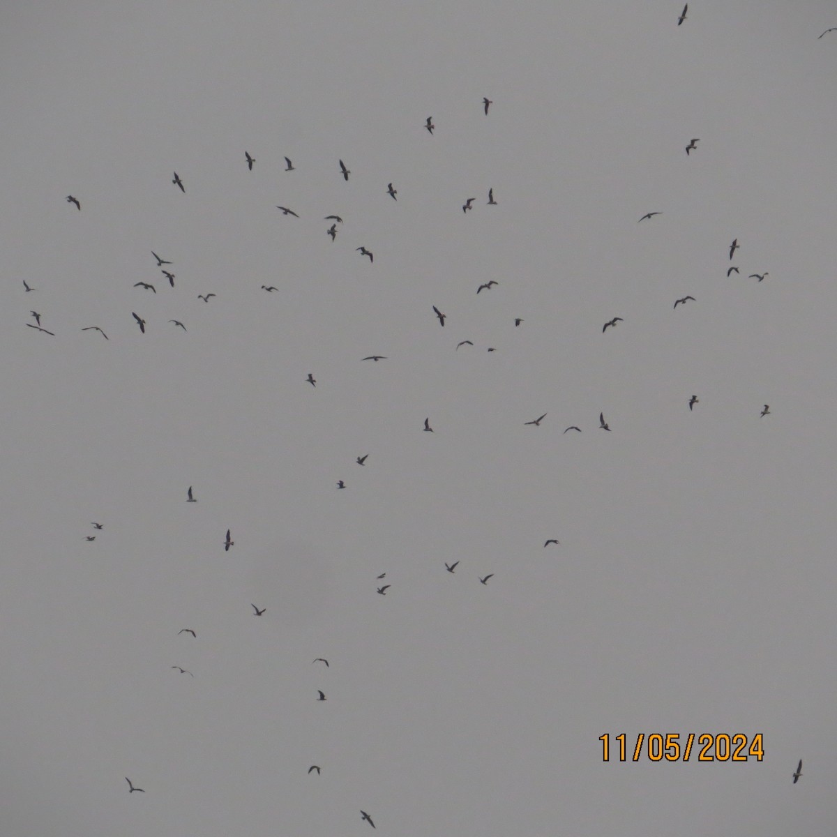 Laughing Gull - ML619032712