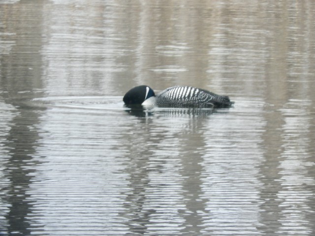 Plongeon huard - ML619032716