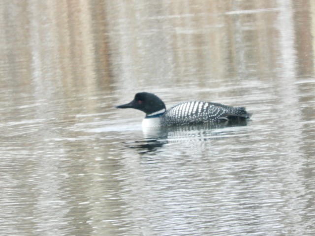 Plongeon huard - ML619032722