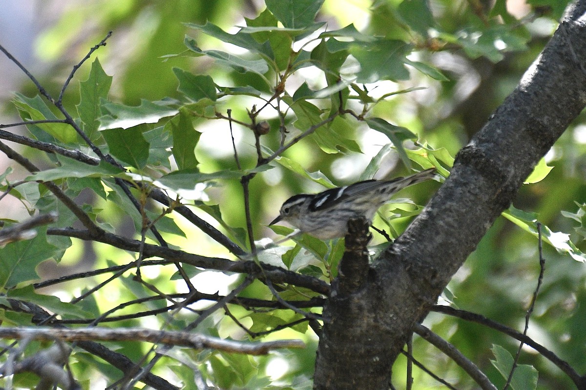 Black-and-white Warbler - Will Brooks