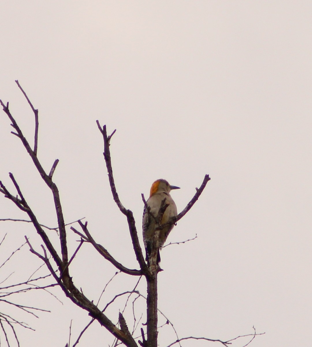 Golden-fronted Woodpecker - ML619032726