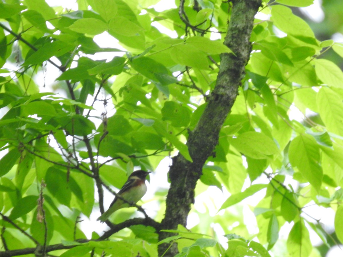 Bay-breasted Warbler - ML619032727