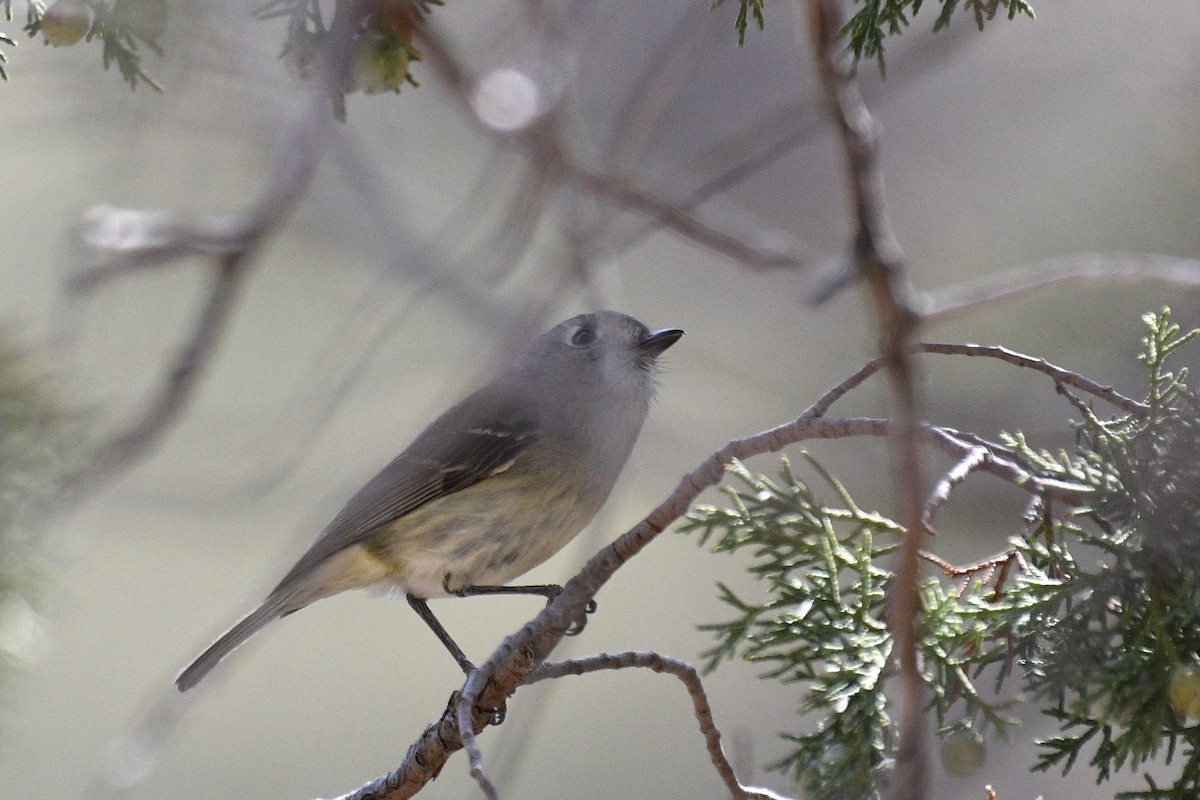 Hutton's Vireo - Will Brooks