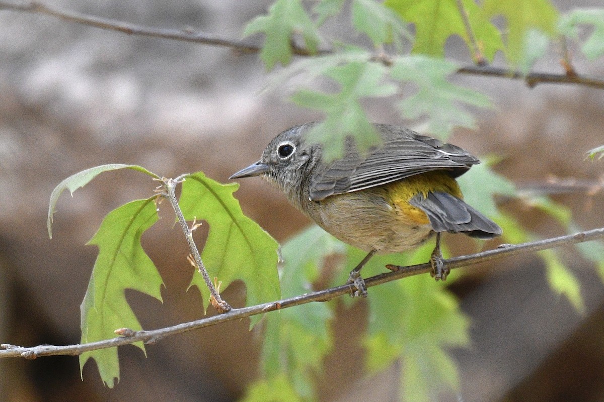 Colima Warbler - Will Brooks