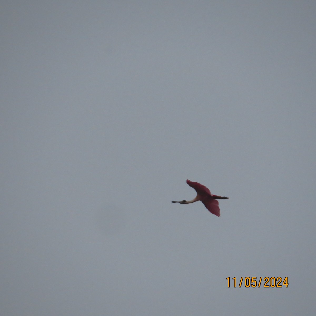 Roseate Spoonbill - ML619032744