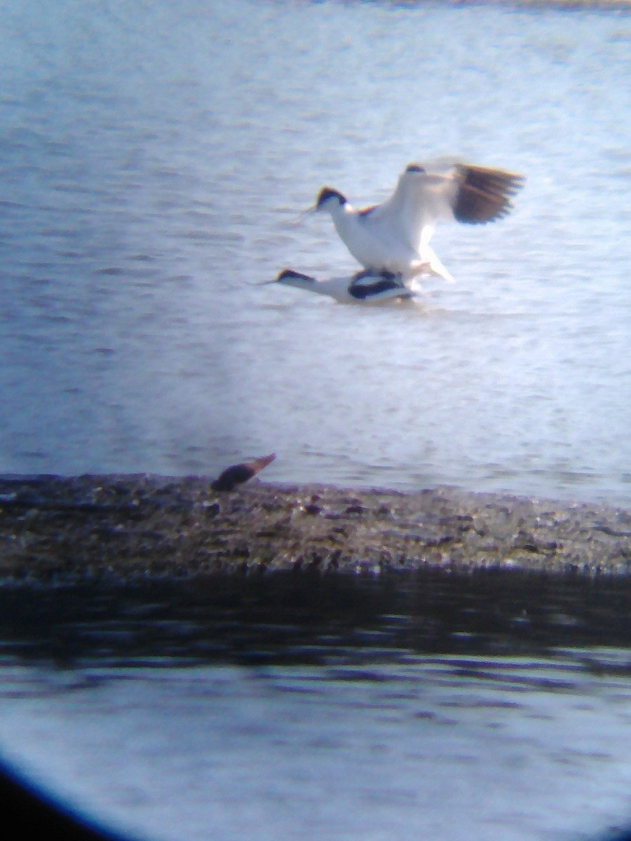 Pied Avocet - Anonymous