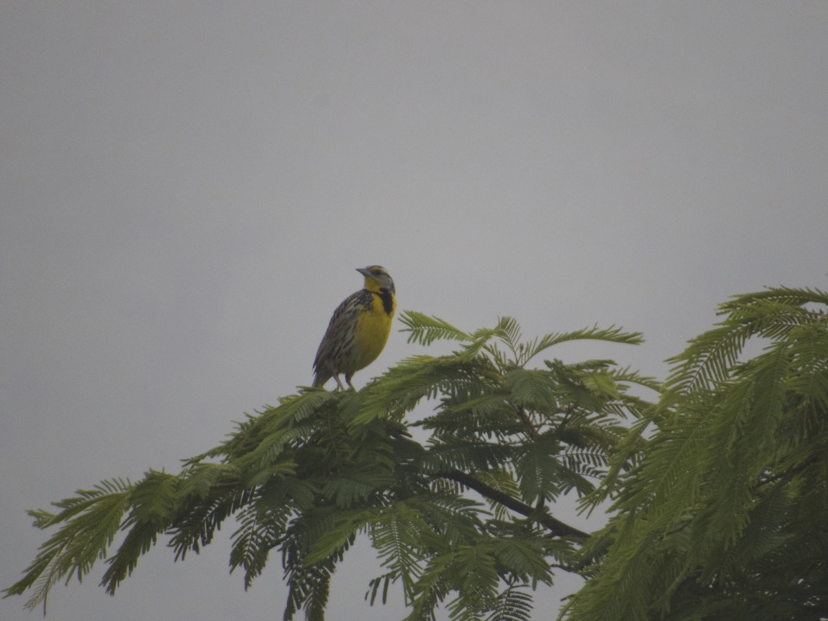Eastern Meadowlark - ML619032767