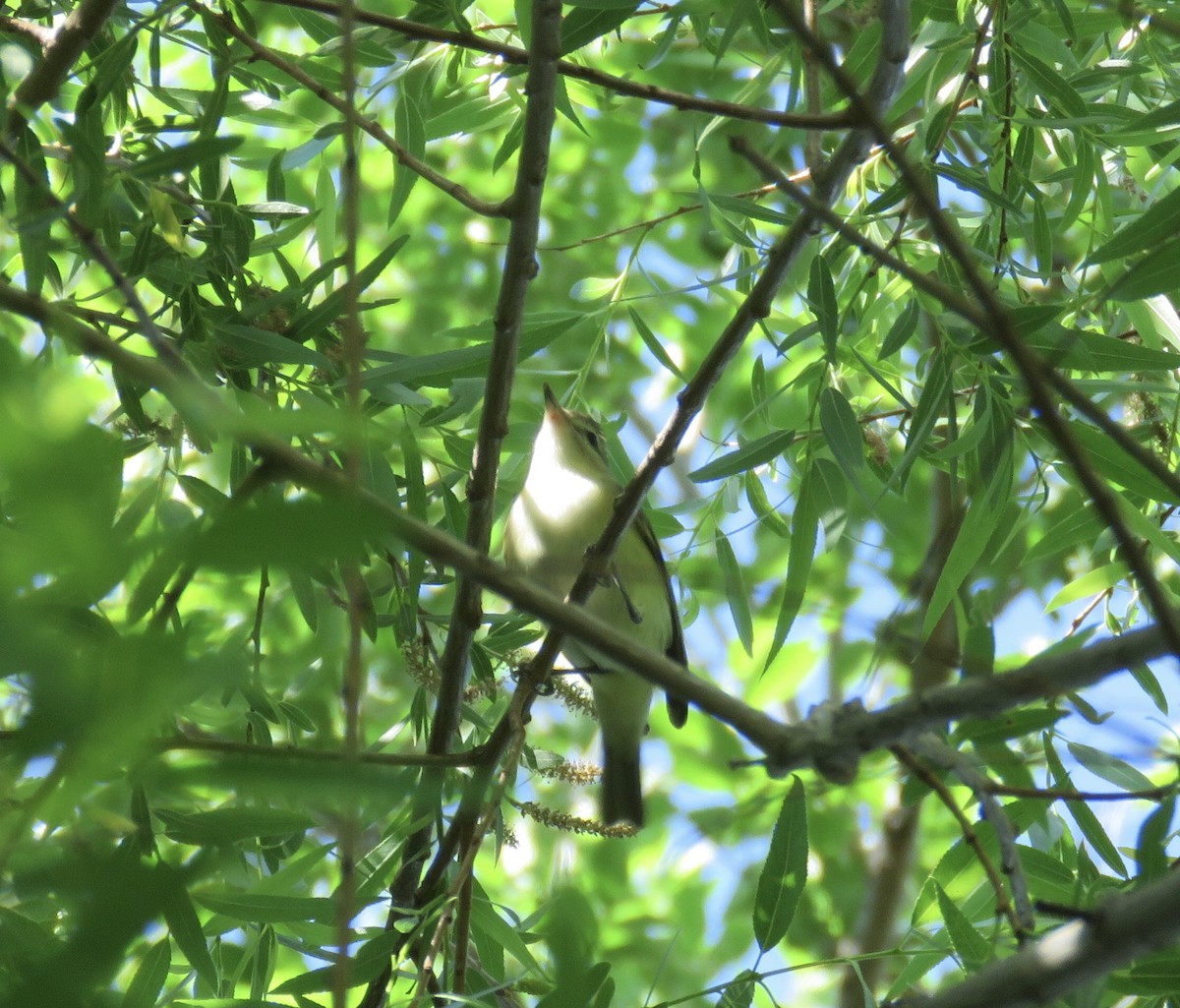 Warbling Vireo - Jim Crites