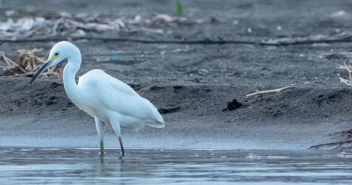 Snowy Egret - ML619032789