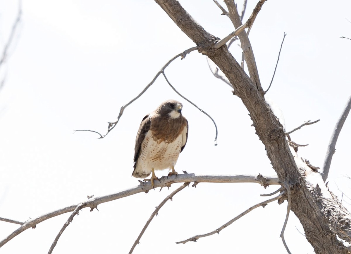 Swainson's Hawk - ML619032822