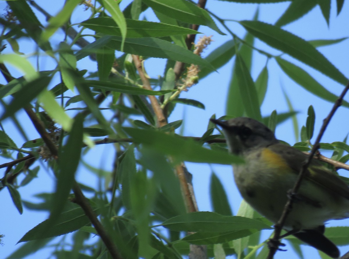 American Redstart - ML619032823