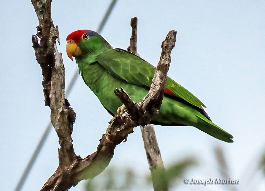 Red-crowned Parrot - Joseph Morlan