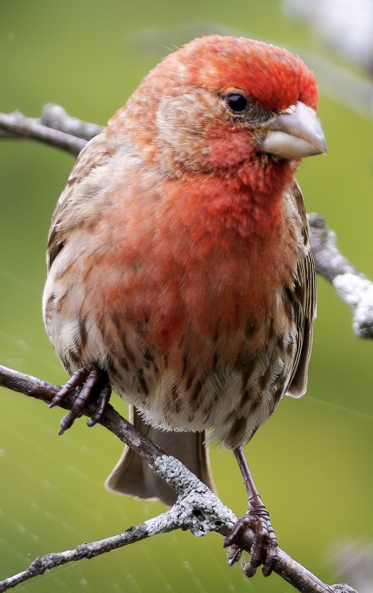 House Finch - David Sullivan