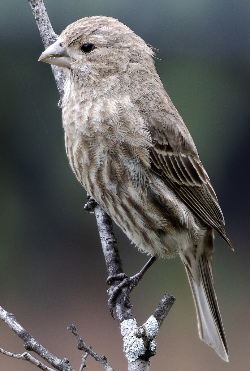 House Finch - David Sullivan