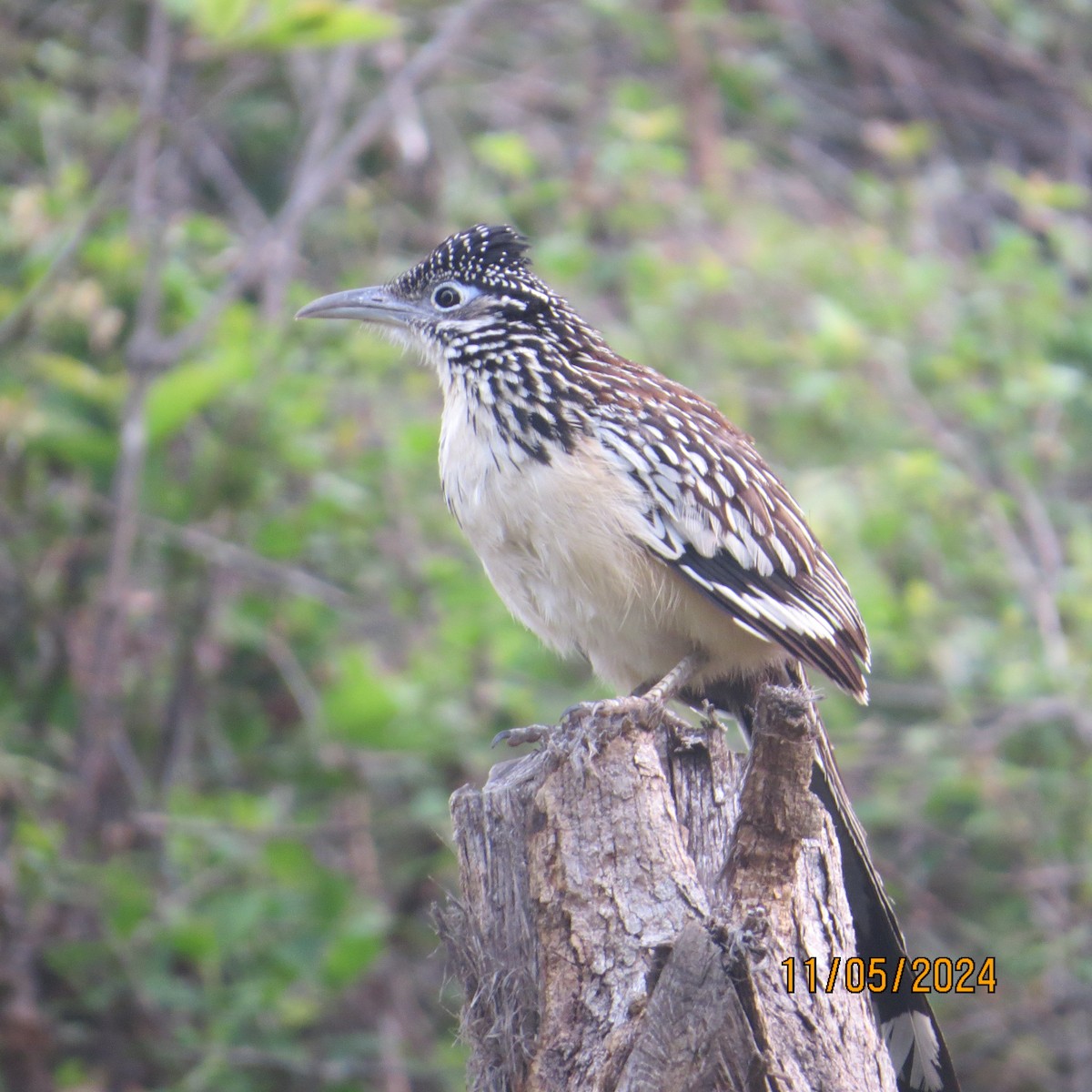 Lesser Roadrunner - ML619032857