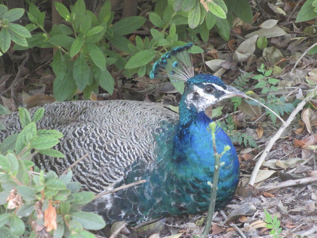 Indian Peafowl (Domestic type) - Adam Burnett