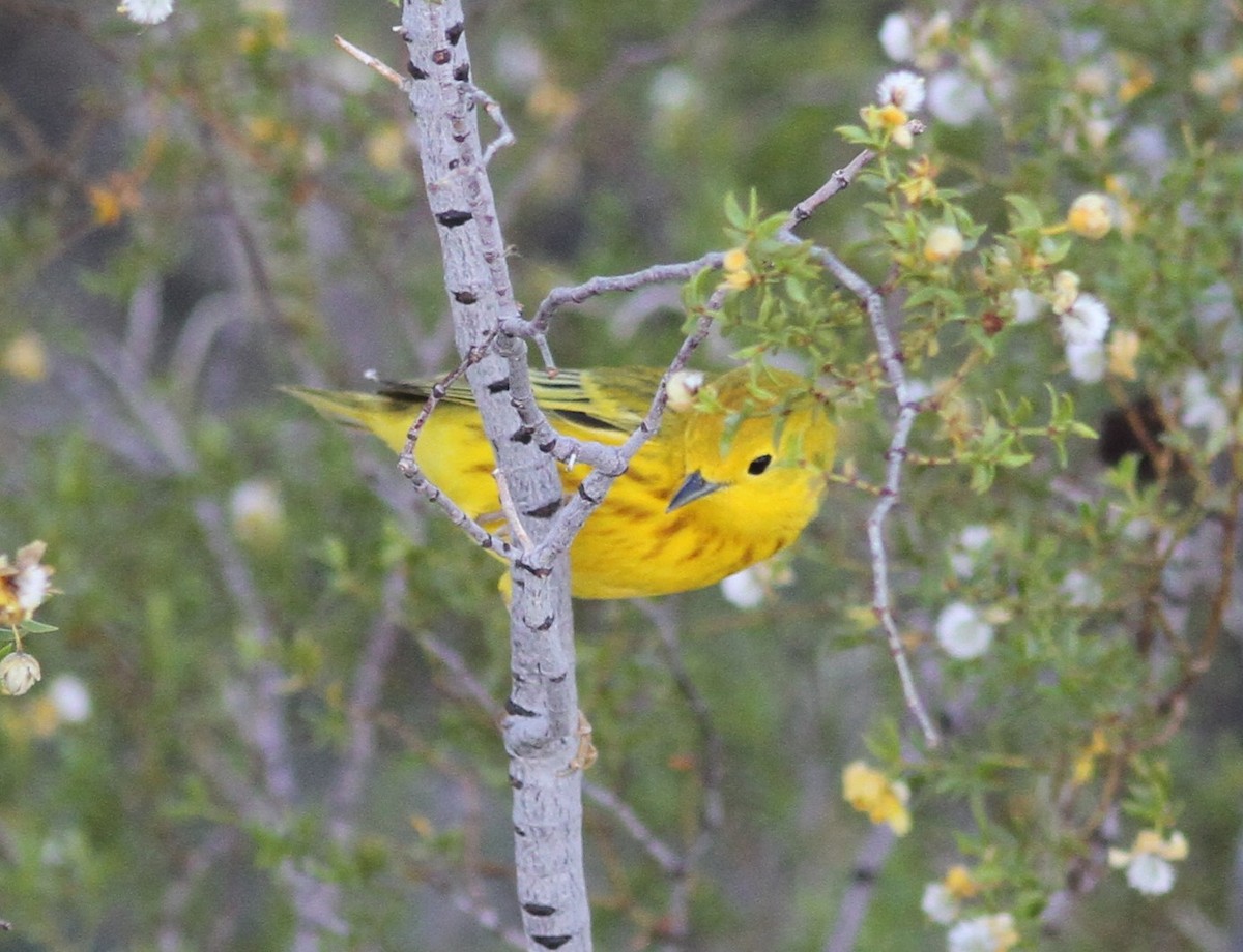 Yellow Warbler - David Vander Pluym