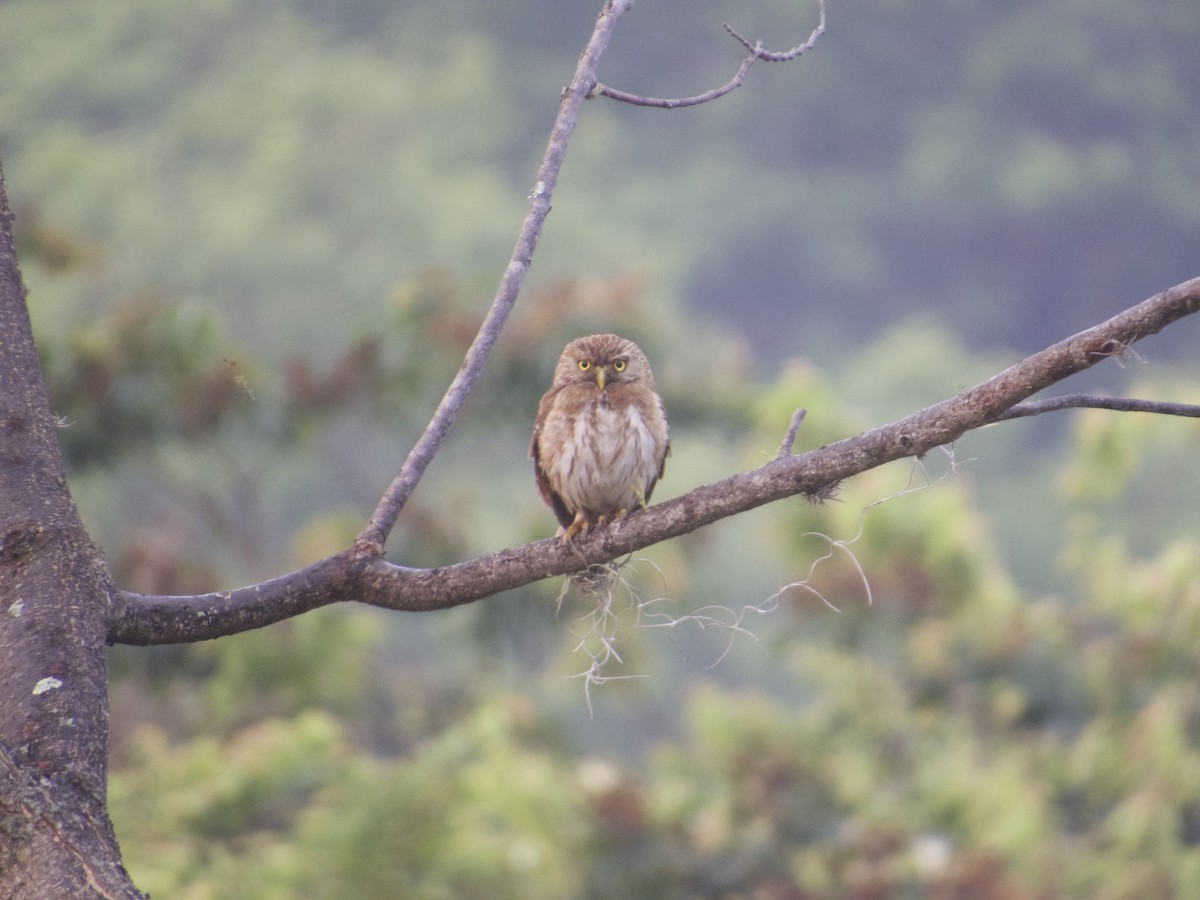 Ferruginous Pygmy-Owl - Helder Perez