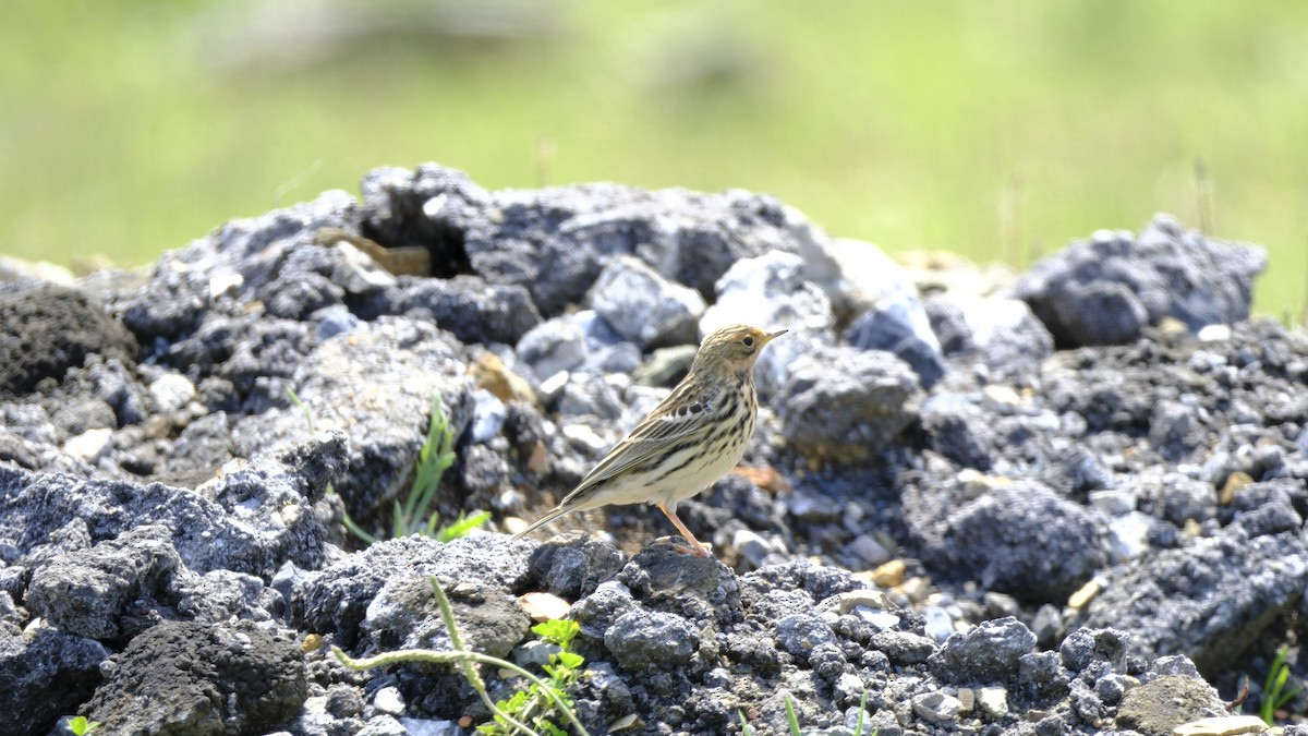 Red-throated Pipit - Hakan Dolek